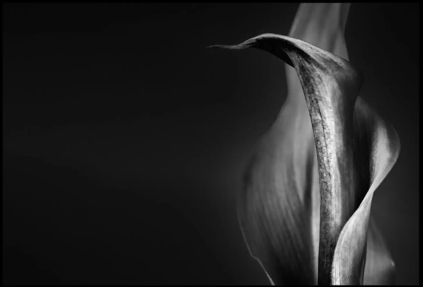 John's Lily by Andrew Clark