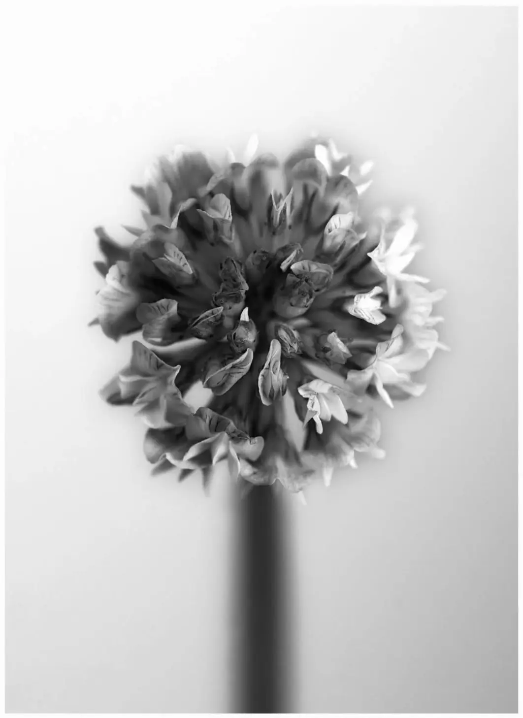Photograph by Andrew Clark
