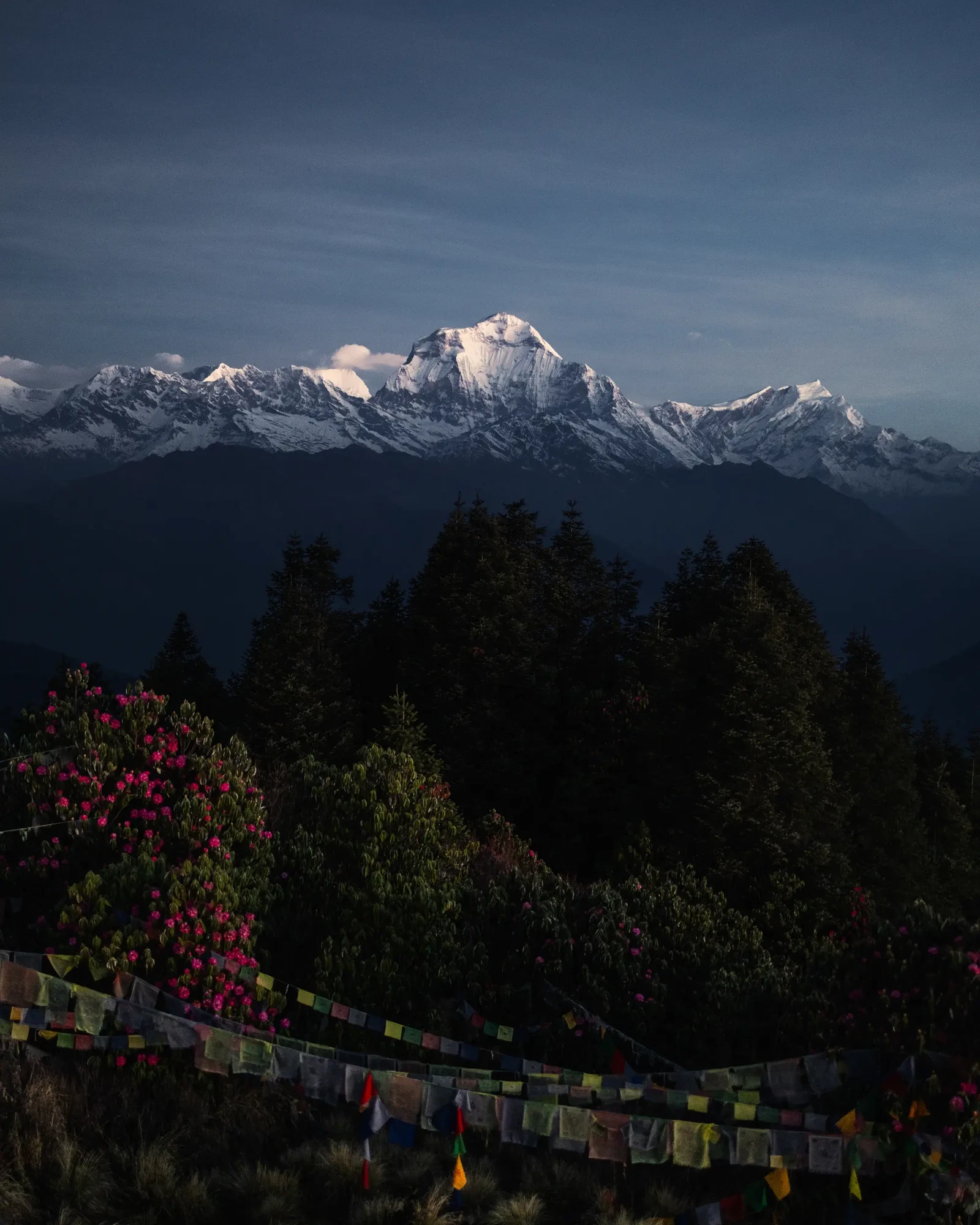 Photograph by Dylan Huveneers