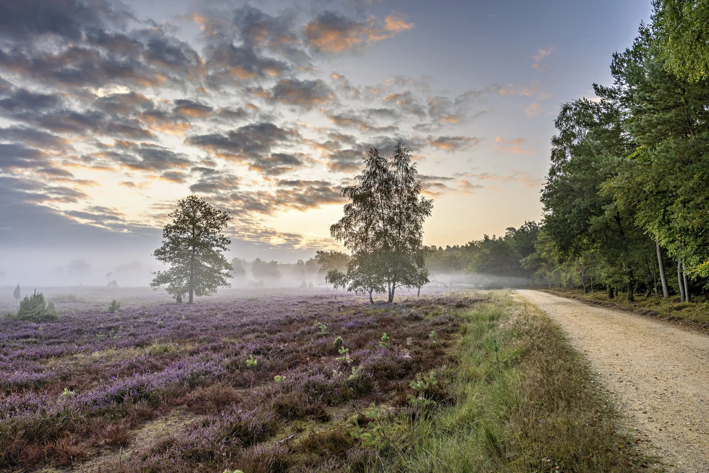 Path into the Clouds by Lars-Henrik Roth