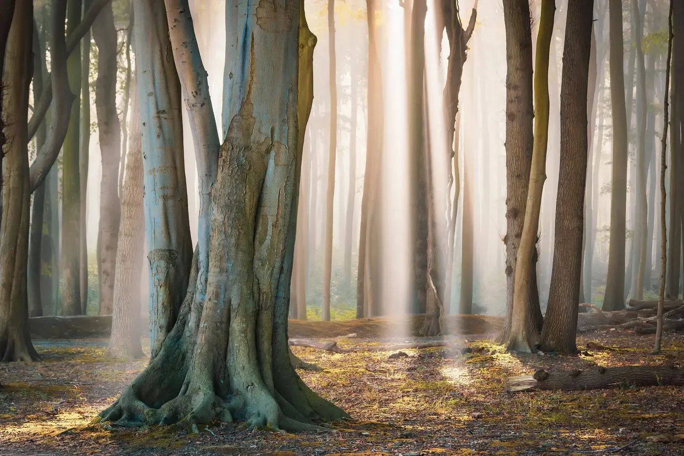 Autumn Rays by Martin Wasilewski