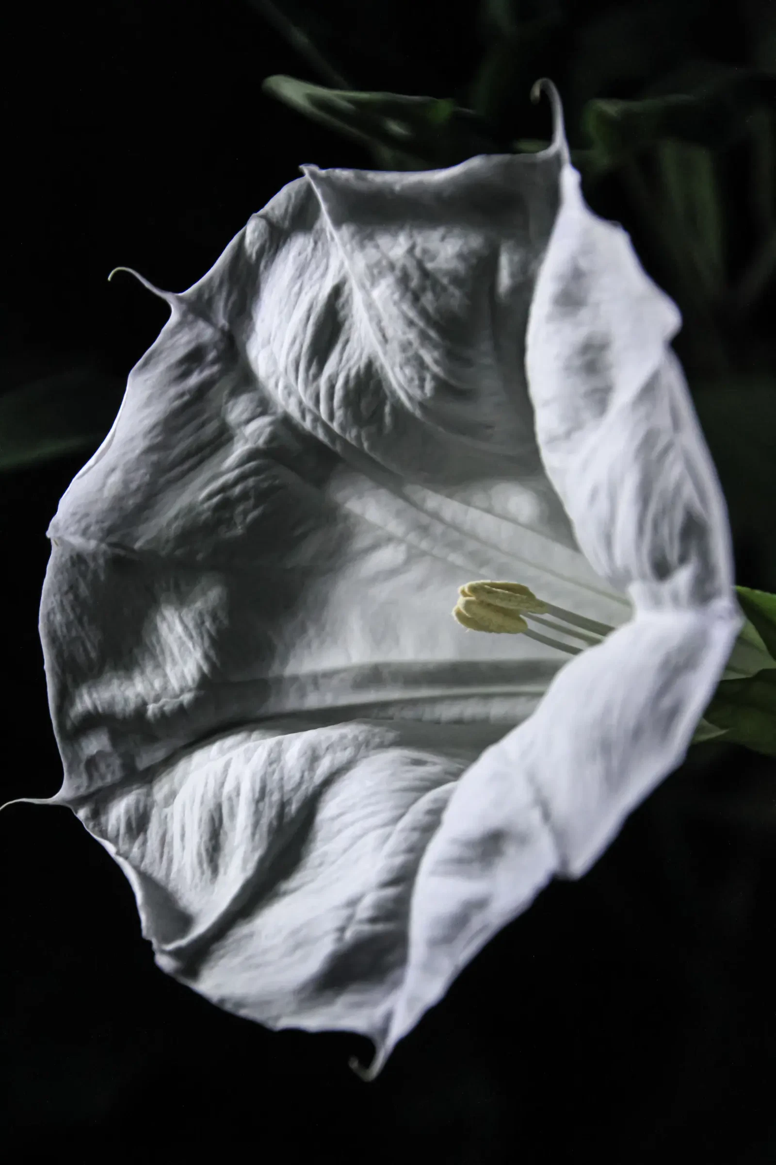 Photograph by Abbe Gore