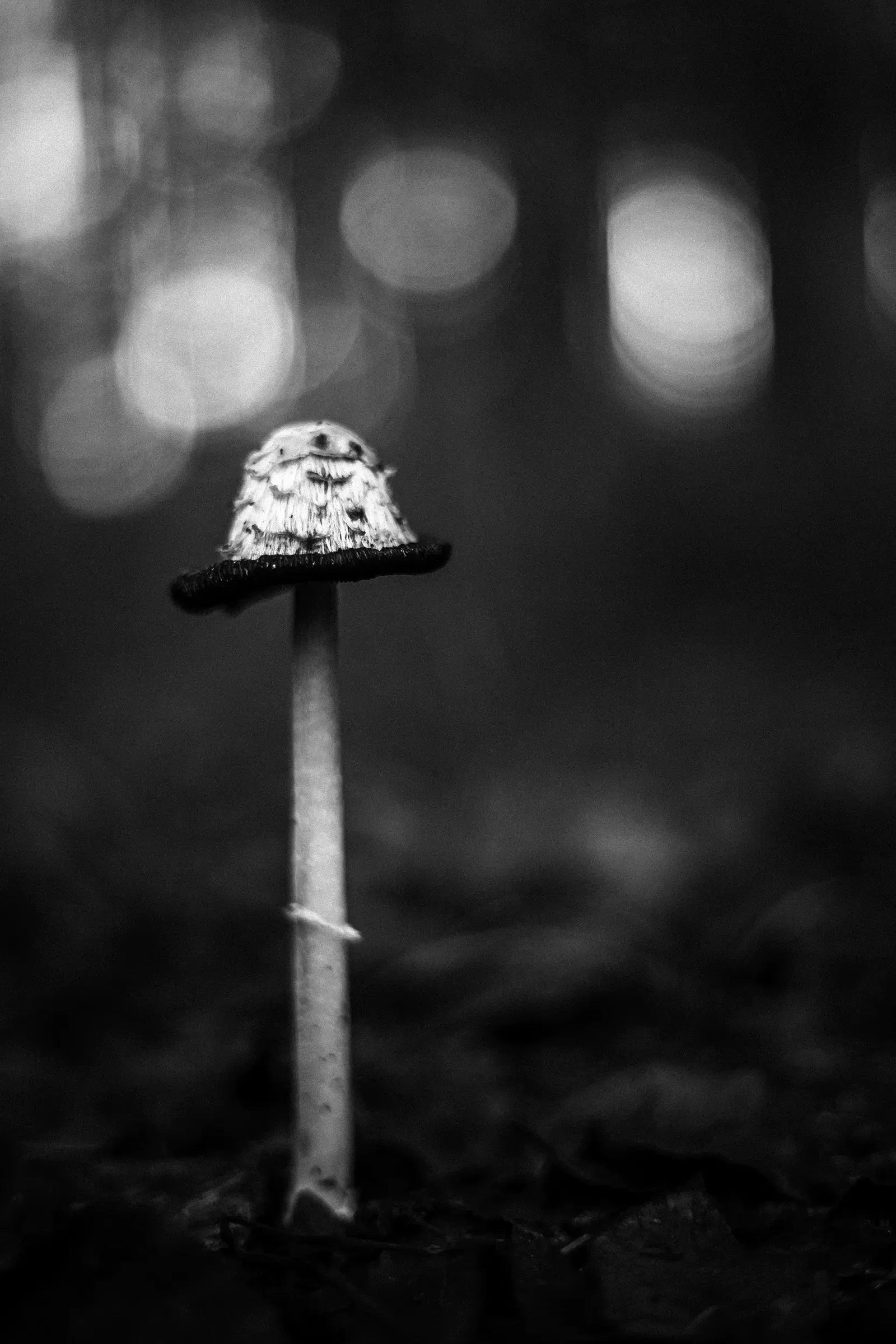 forest sentinel by mike-catches-light