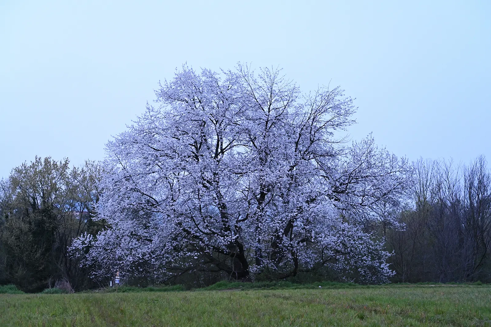 Photograph by William Ravara