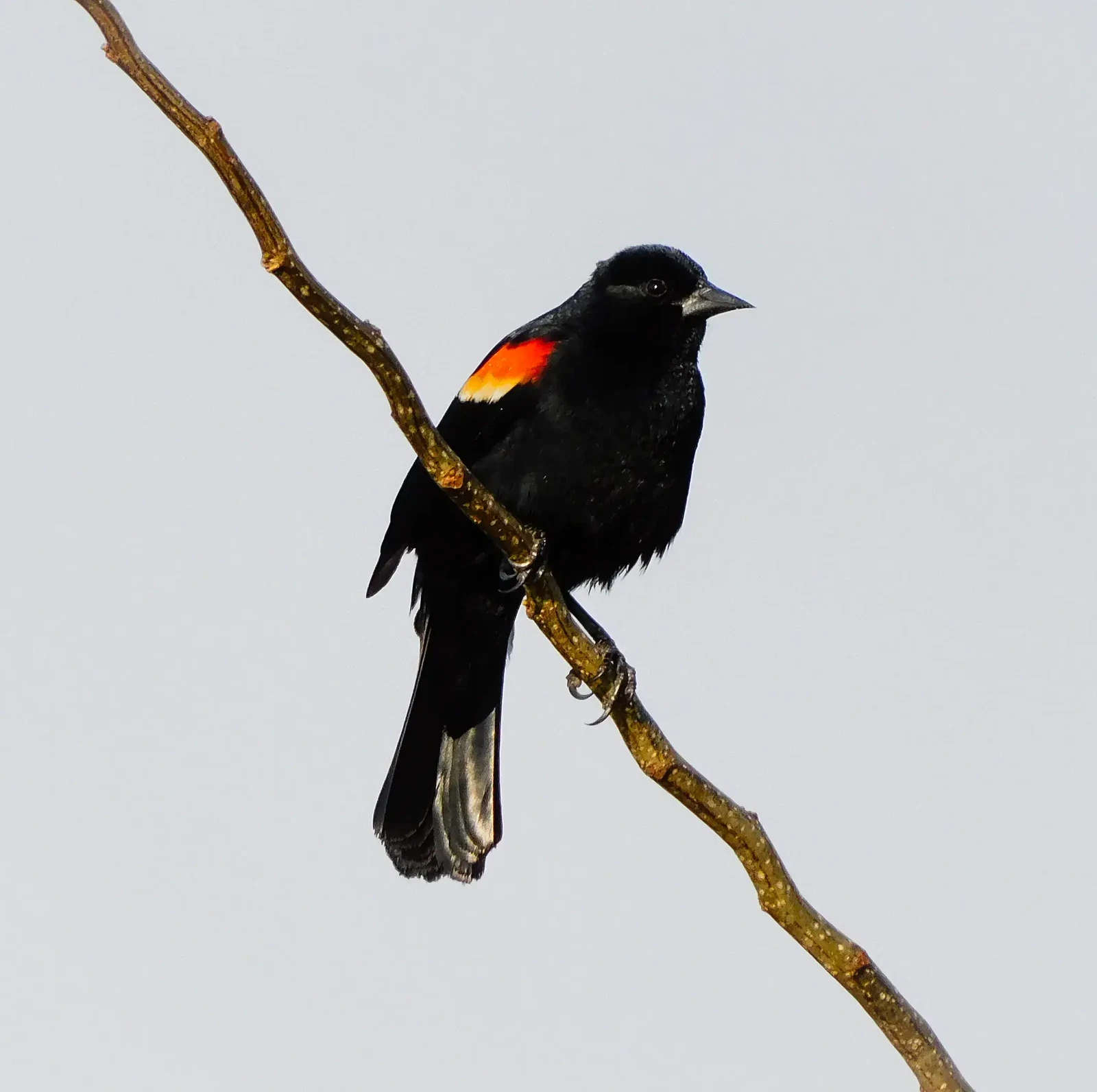 Beautiful Black Bird by Joshua Katcha
