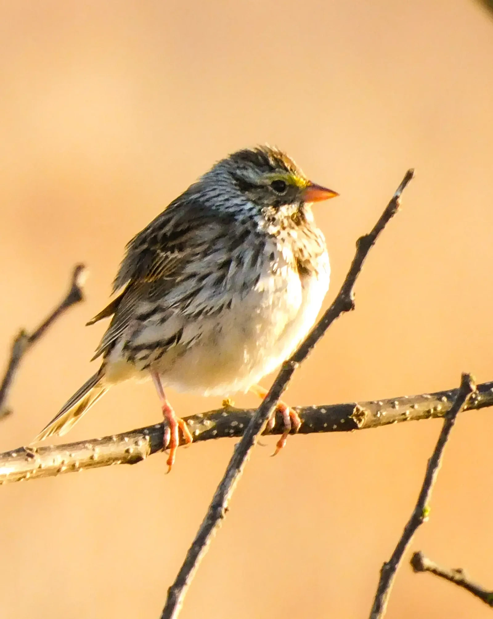 sunset bird by Joshua Katcha