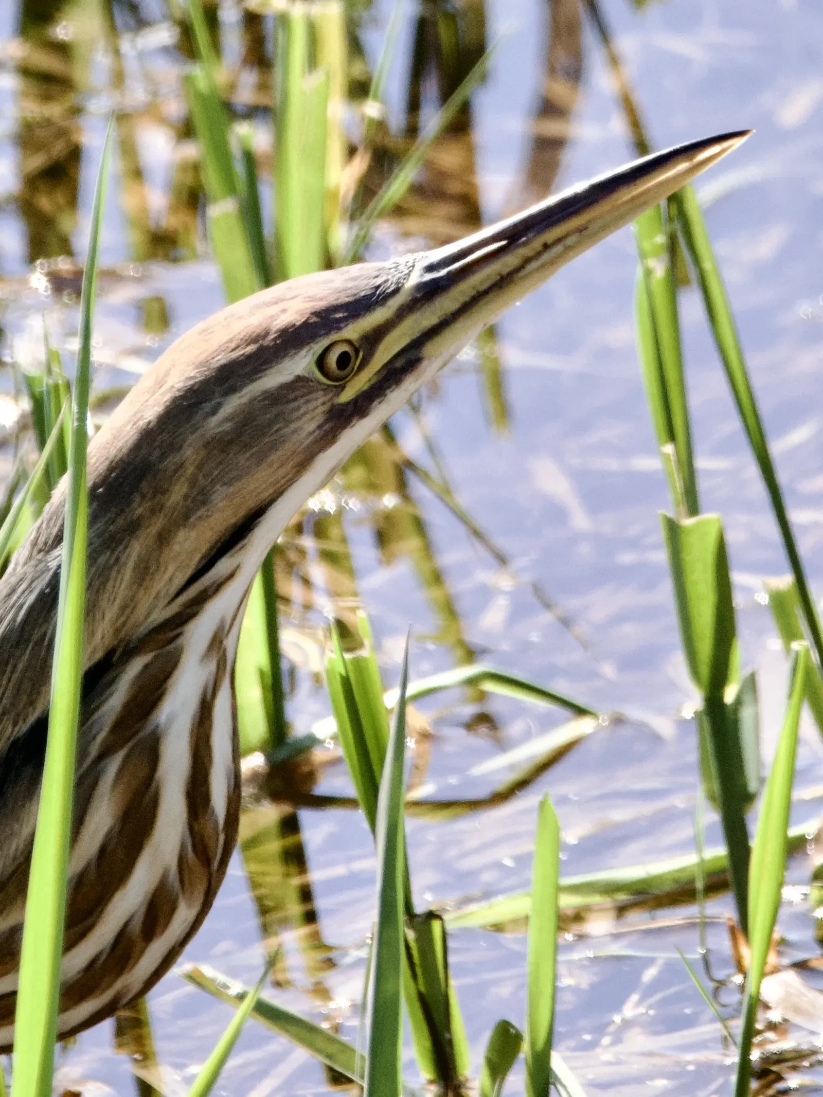 American Bittern by David Viens