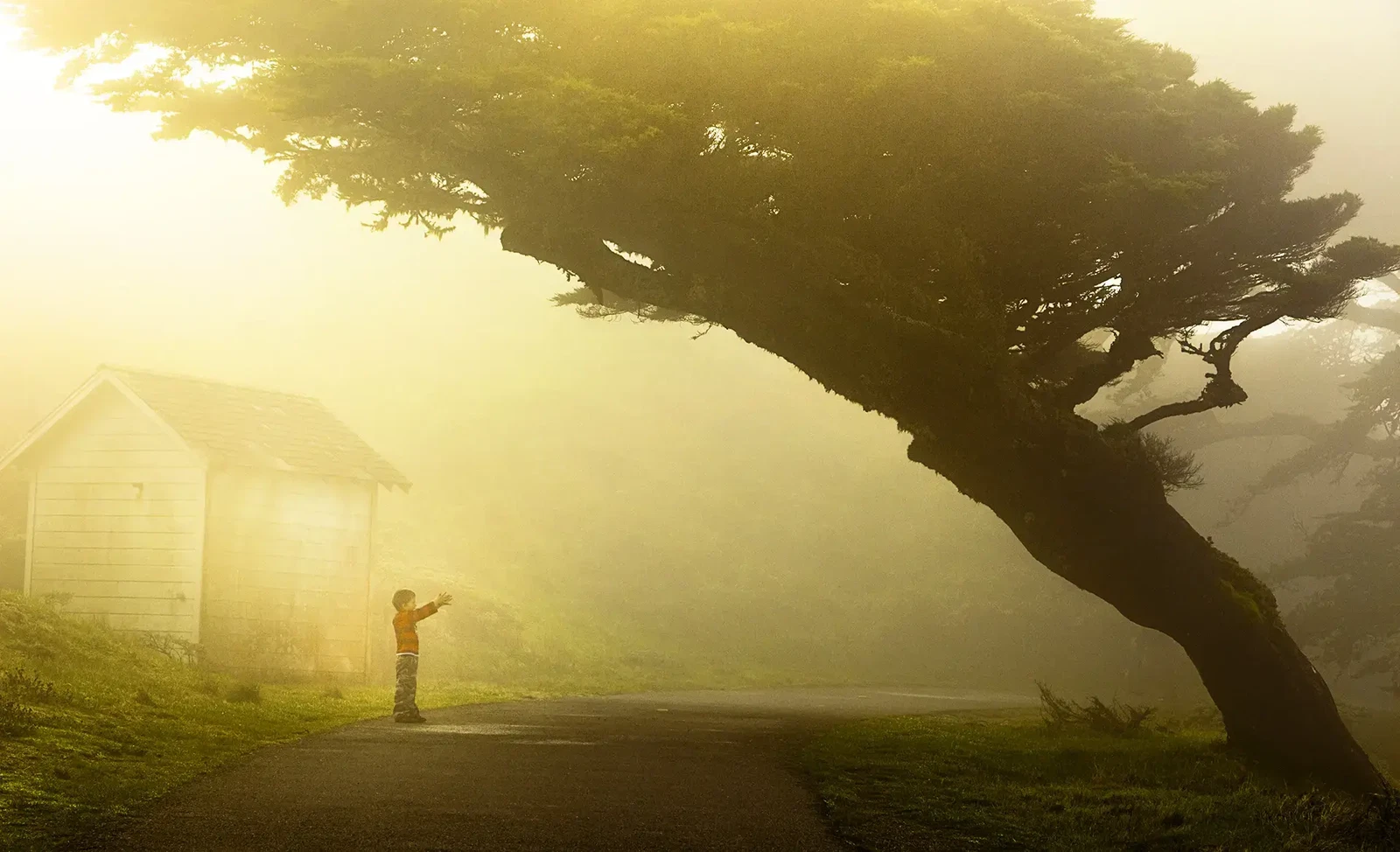 The Boy and the Tree by Rocco Ceselin