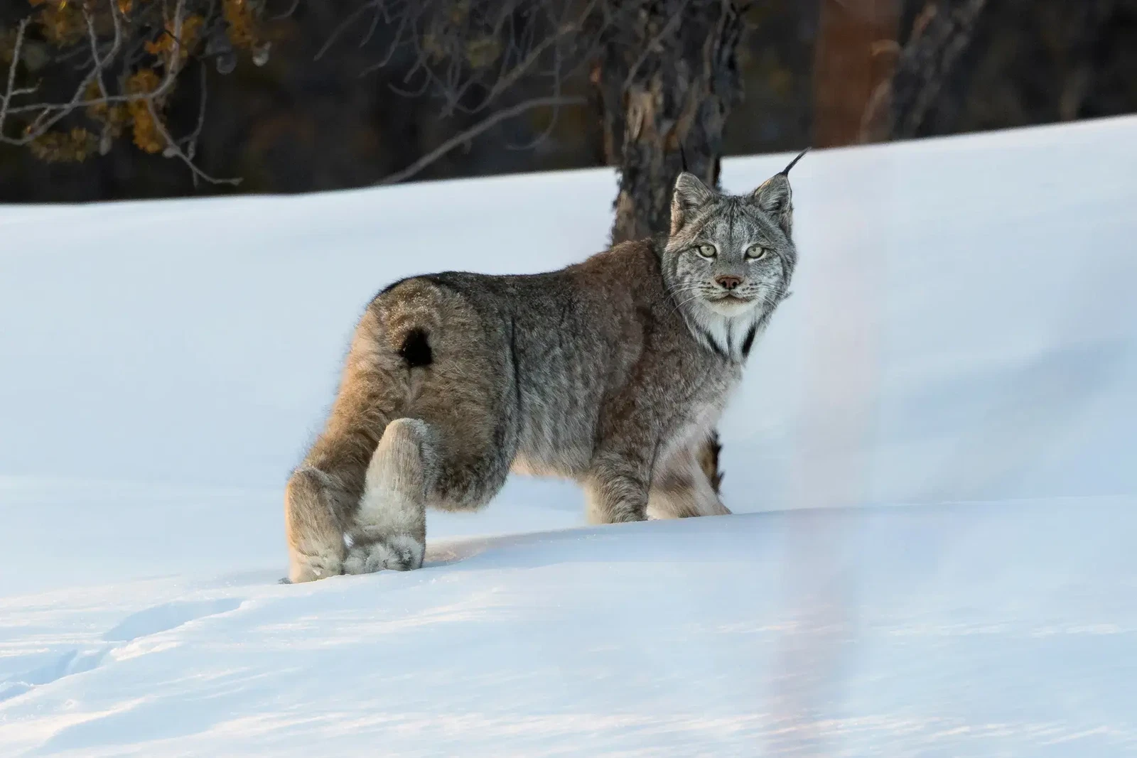 Ghost of the Boreal by Jonathan Gillingham