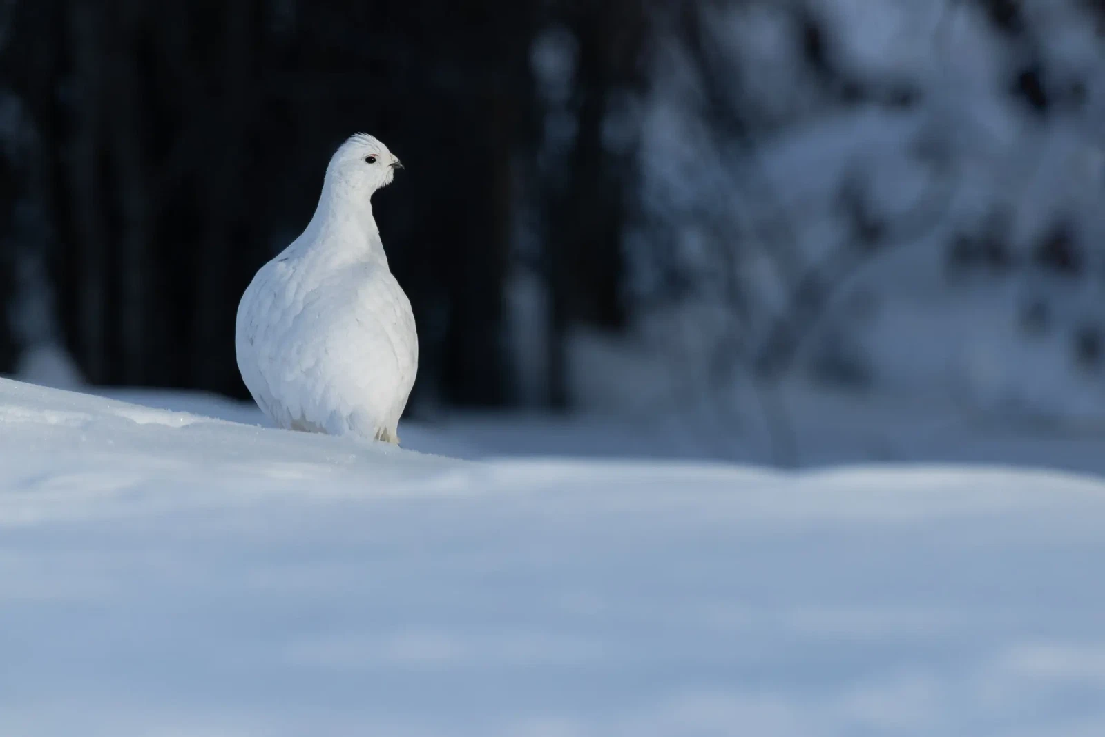 Hiding in Plain Sight by Jonathan Gillingham