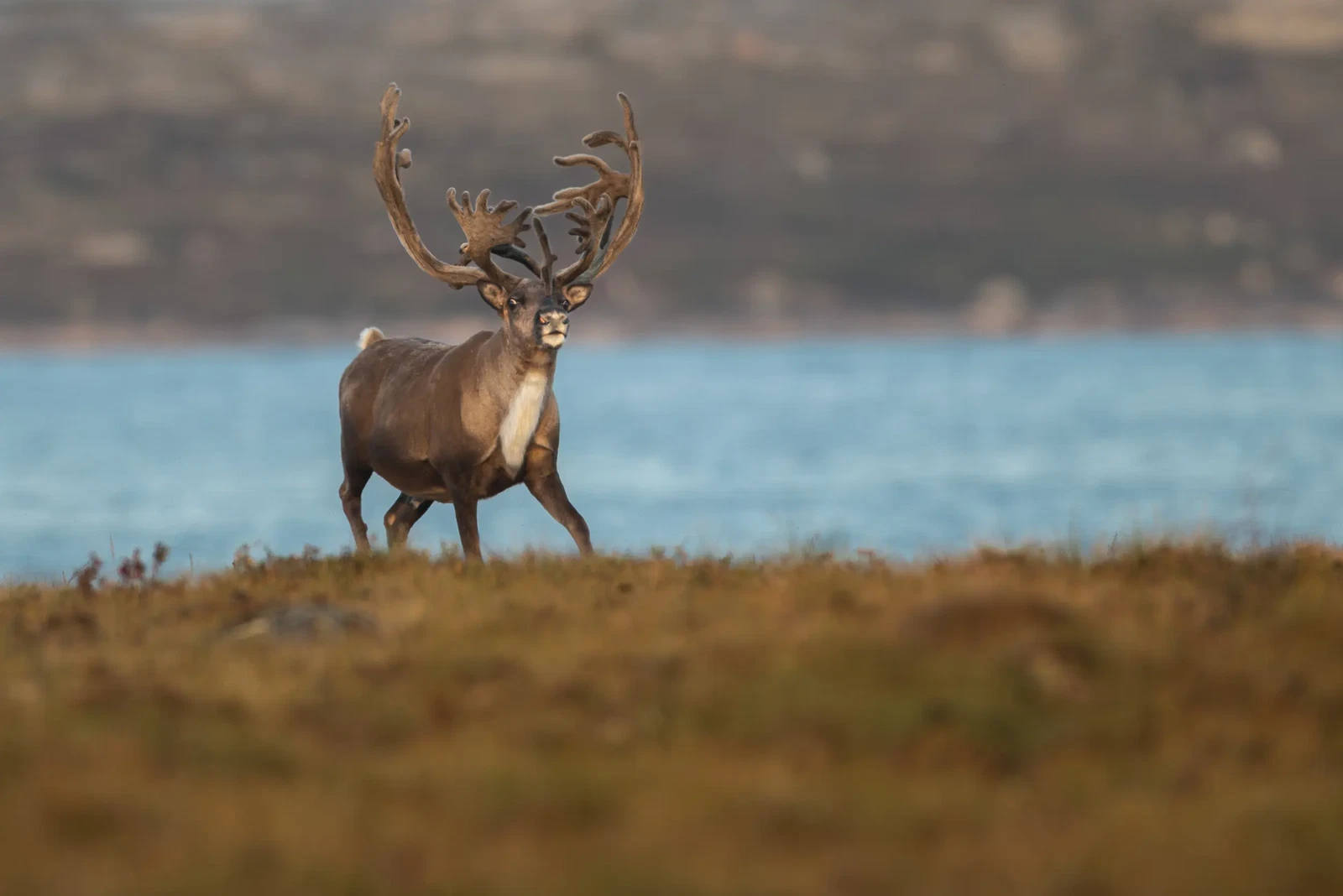 Here Comes the King by Jonathan Gillingham