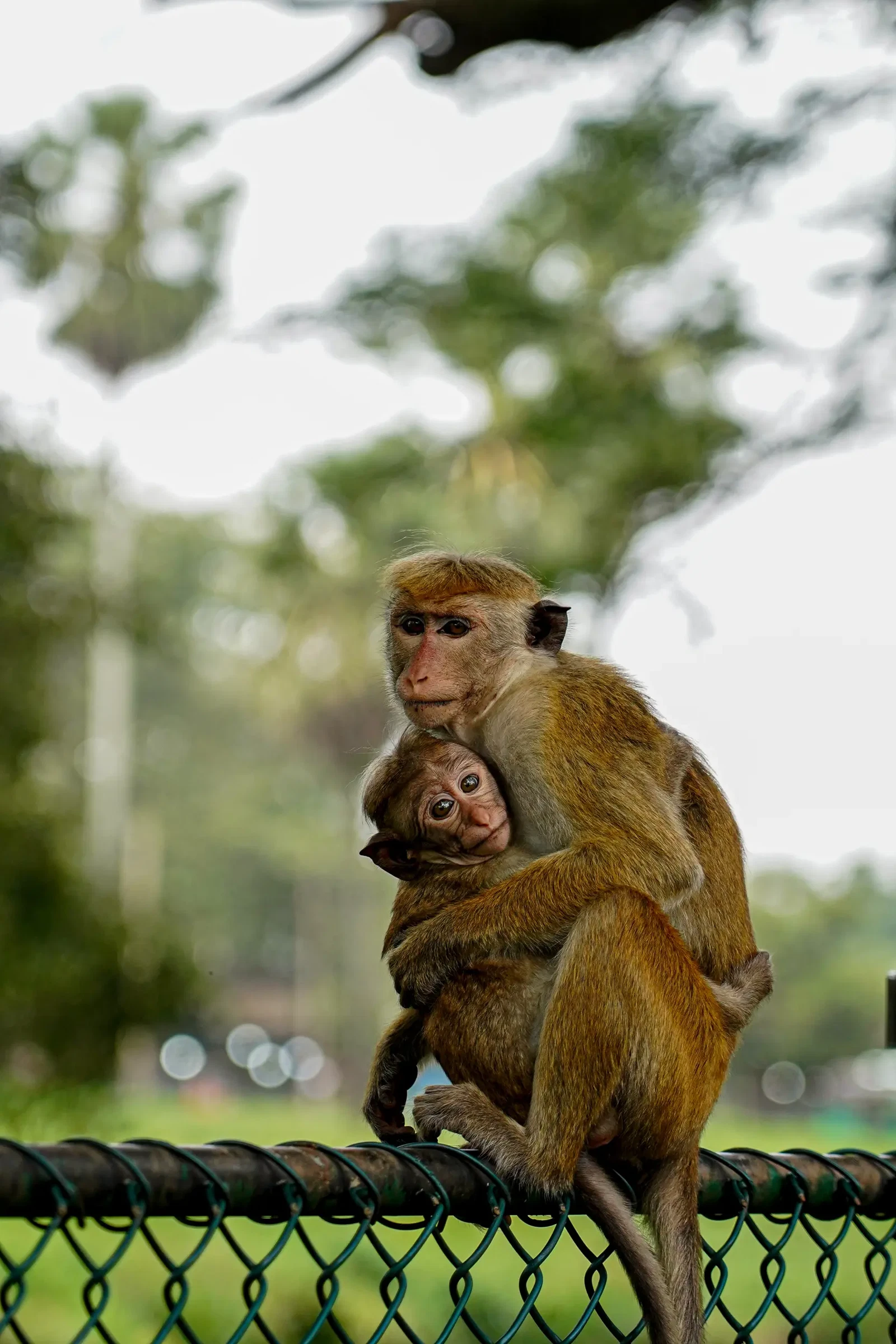 Photograph by Yenuka Yensitha