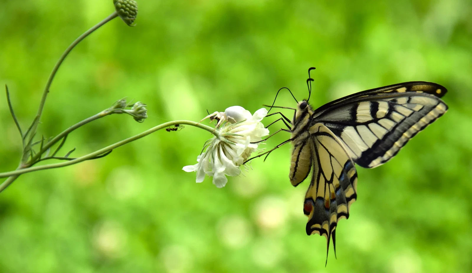 Photograph by Susanne Maddaluno