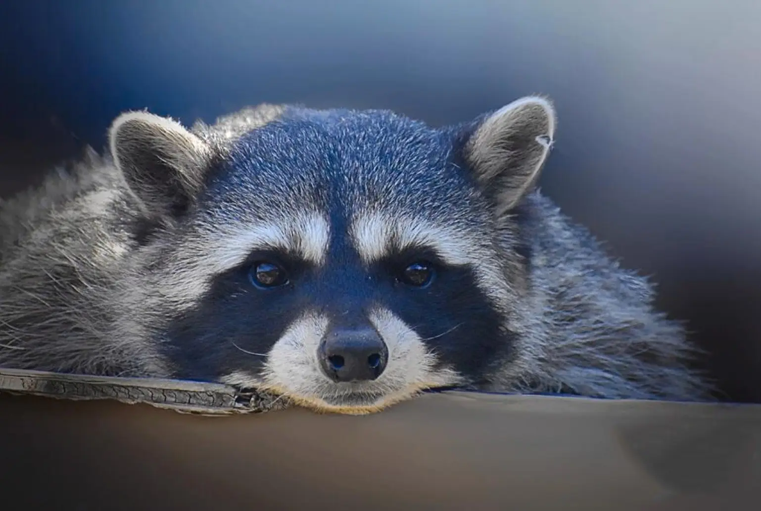 Photograph by dyanne klinko