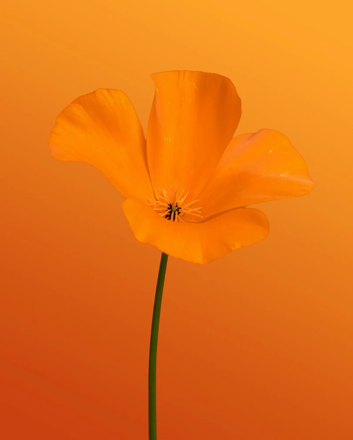 Photograph by Claire Voss