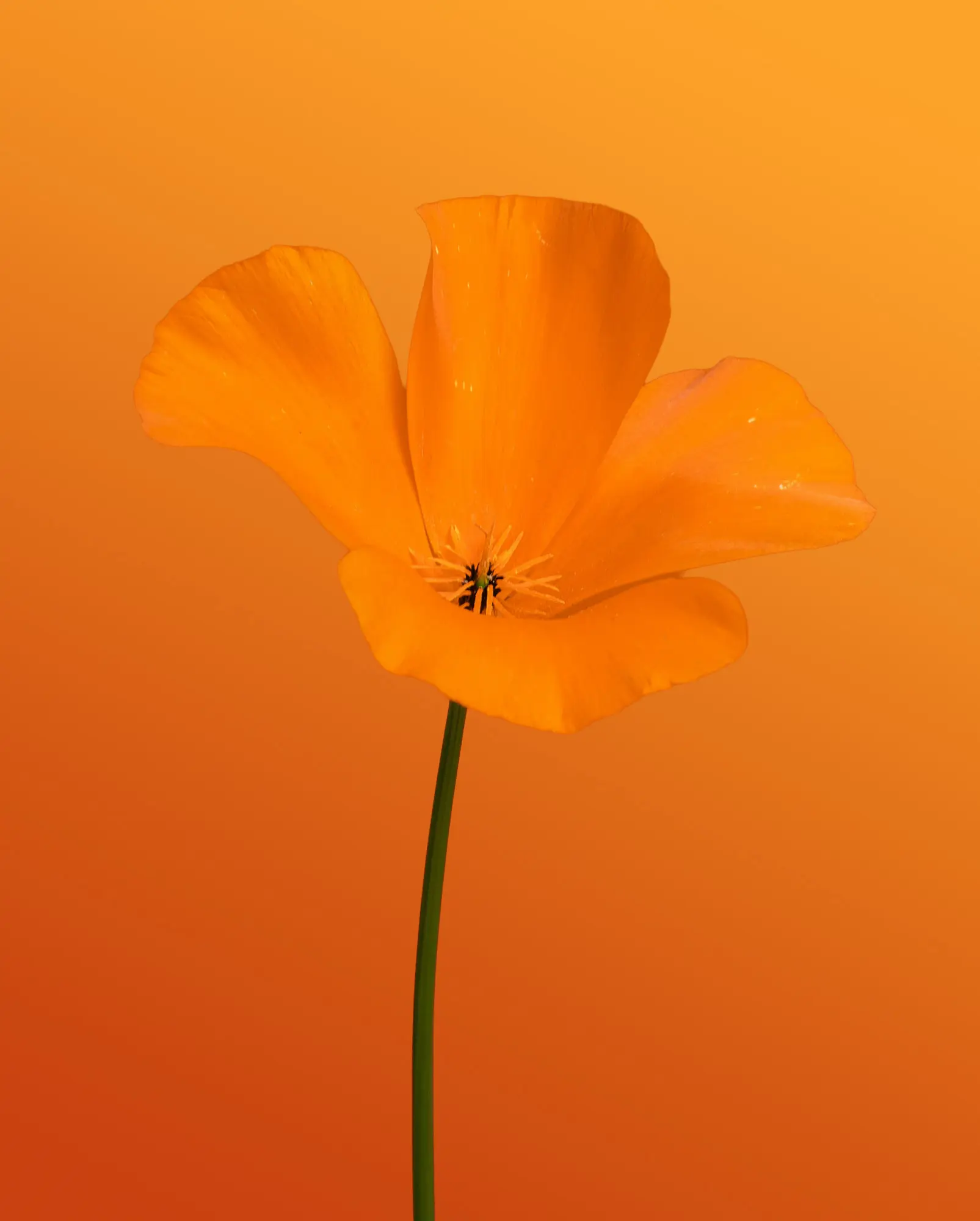 Photograph by Claire Voss
