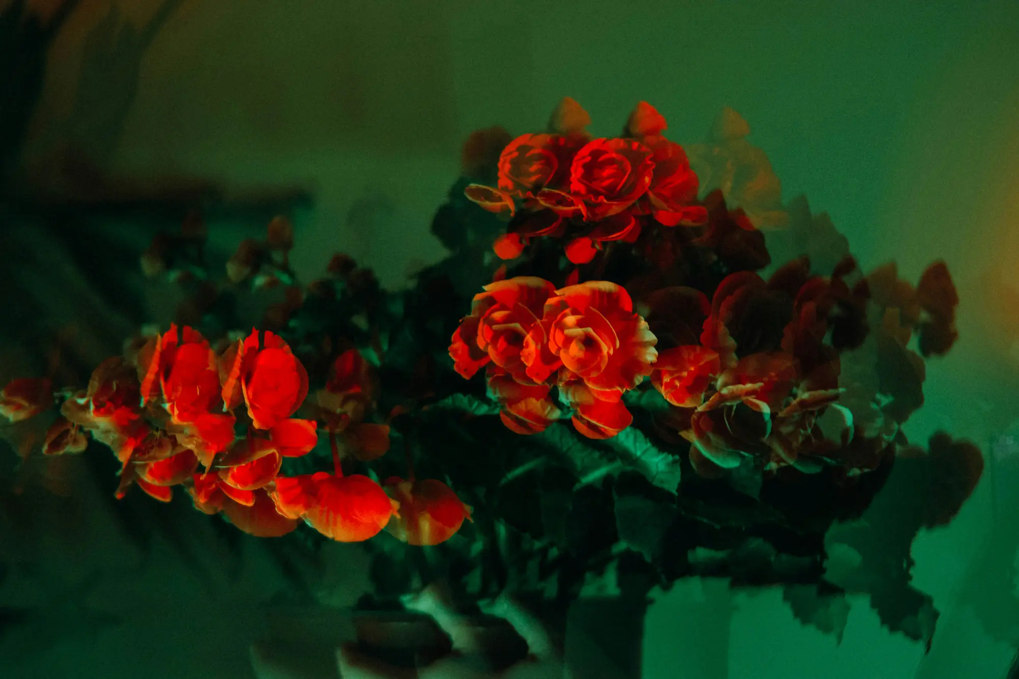 Photograph by Claire Voss