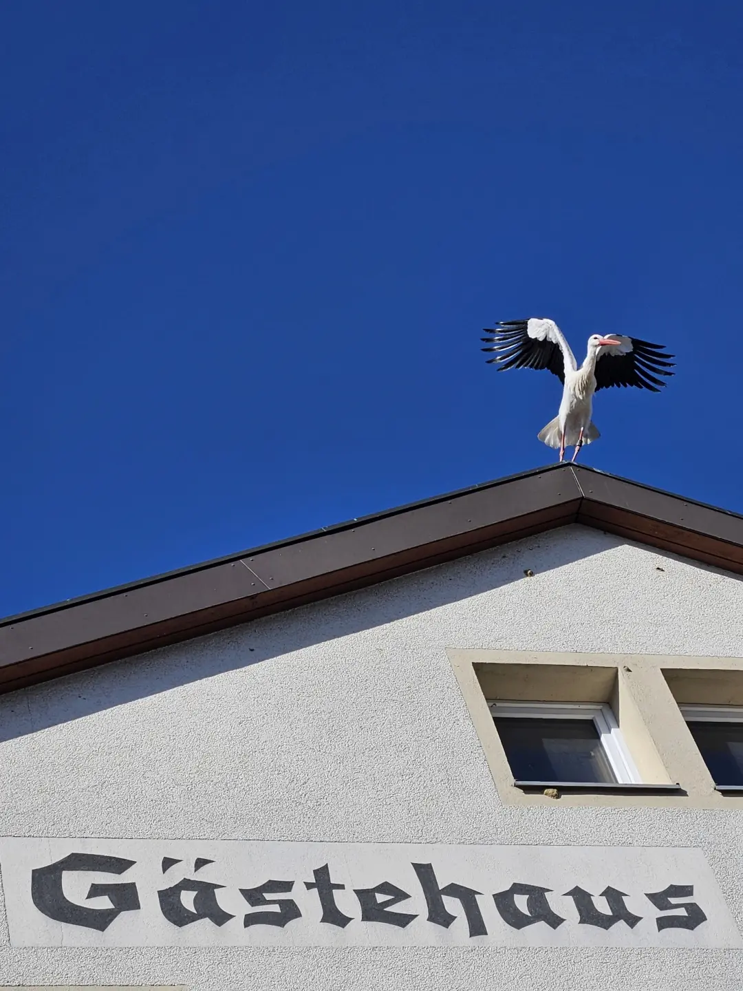 Stefan Spengler, Storch, Digitale Fotografie, farbig, 2026 by Dr. Stefan Spengler