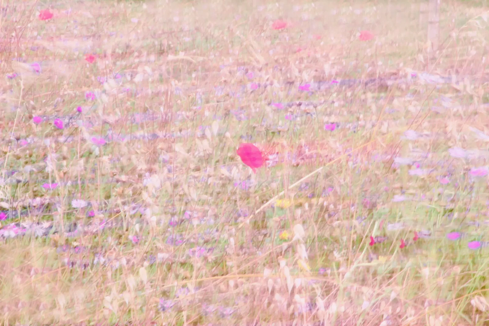 Serenity Blooming by Sarah Fauvel