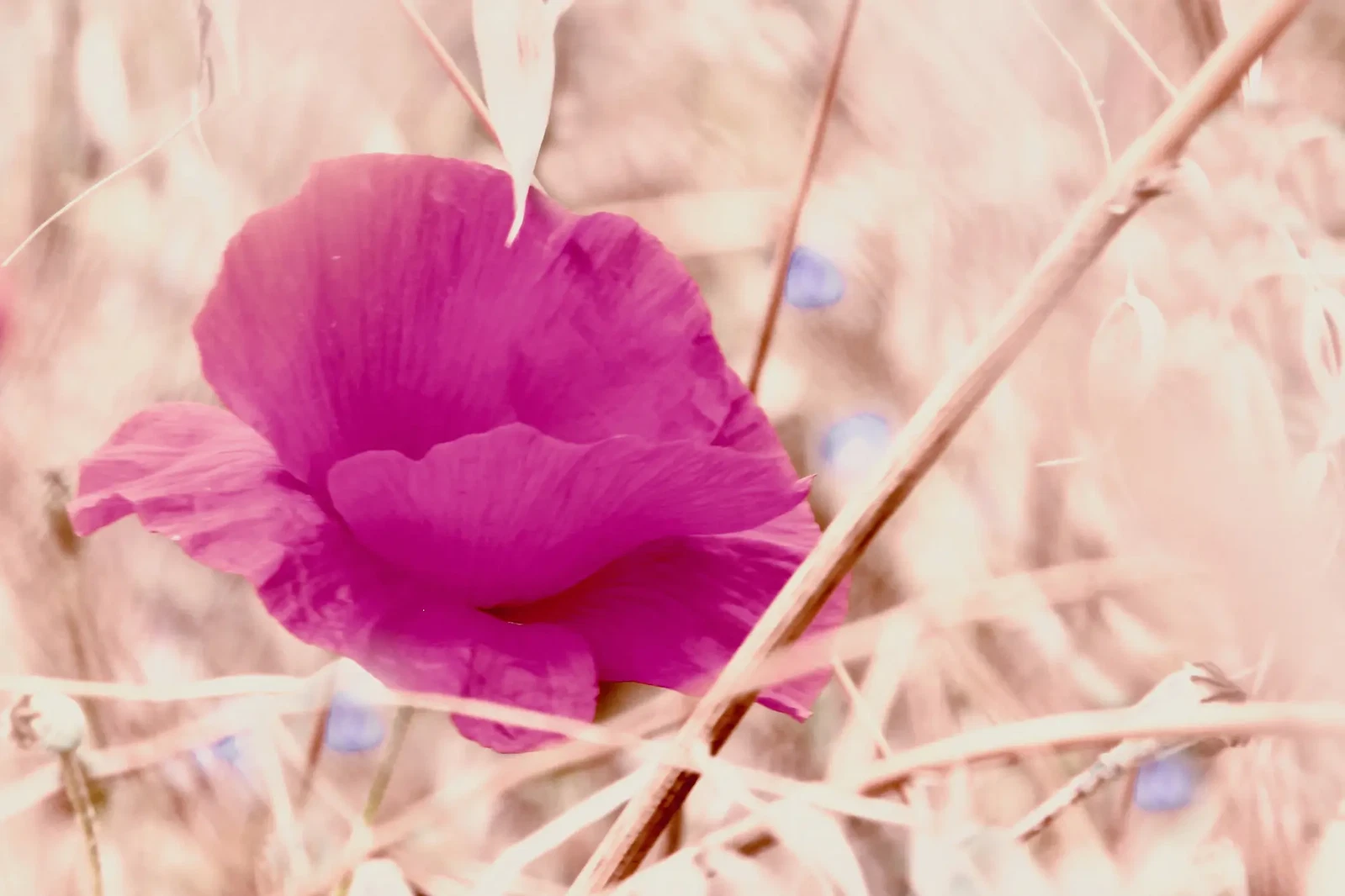 The Boldness of A Poppie by Sarah Fauvel