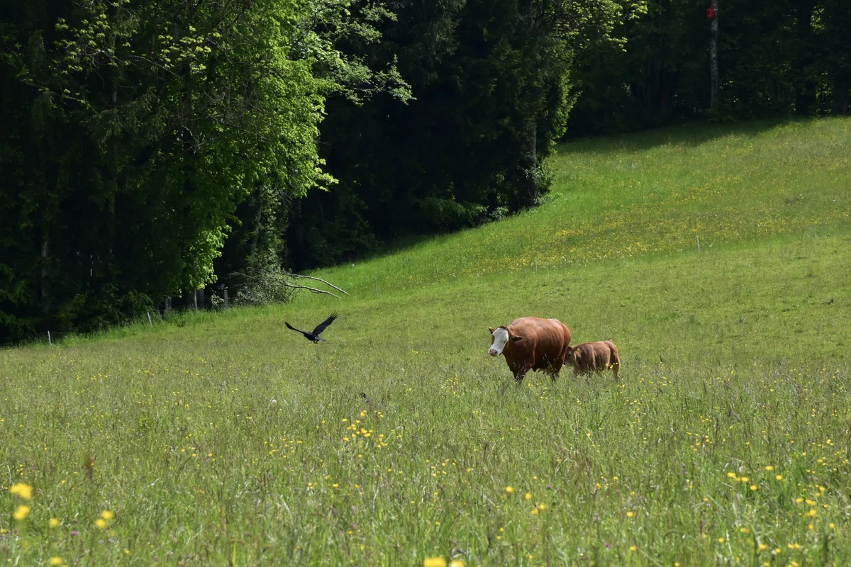 Local by Galerie Fovéa