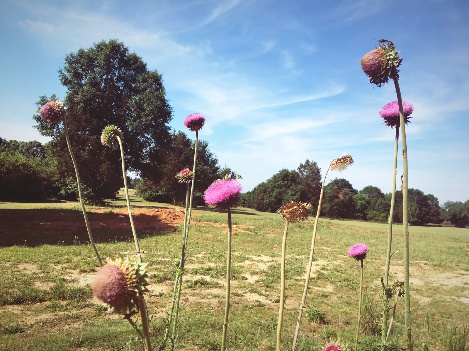 Greenville, SC by Kristen Poe Miller