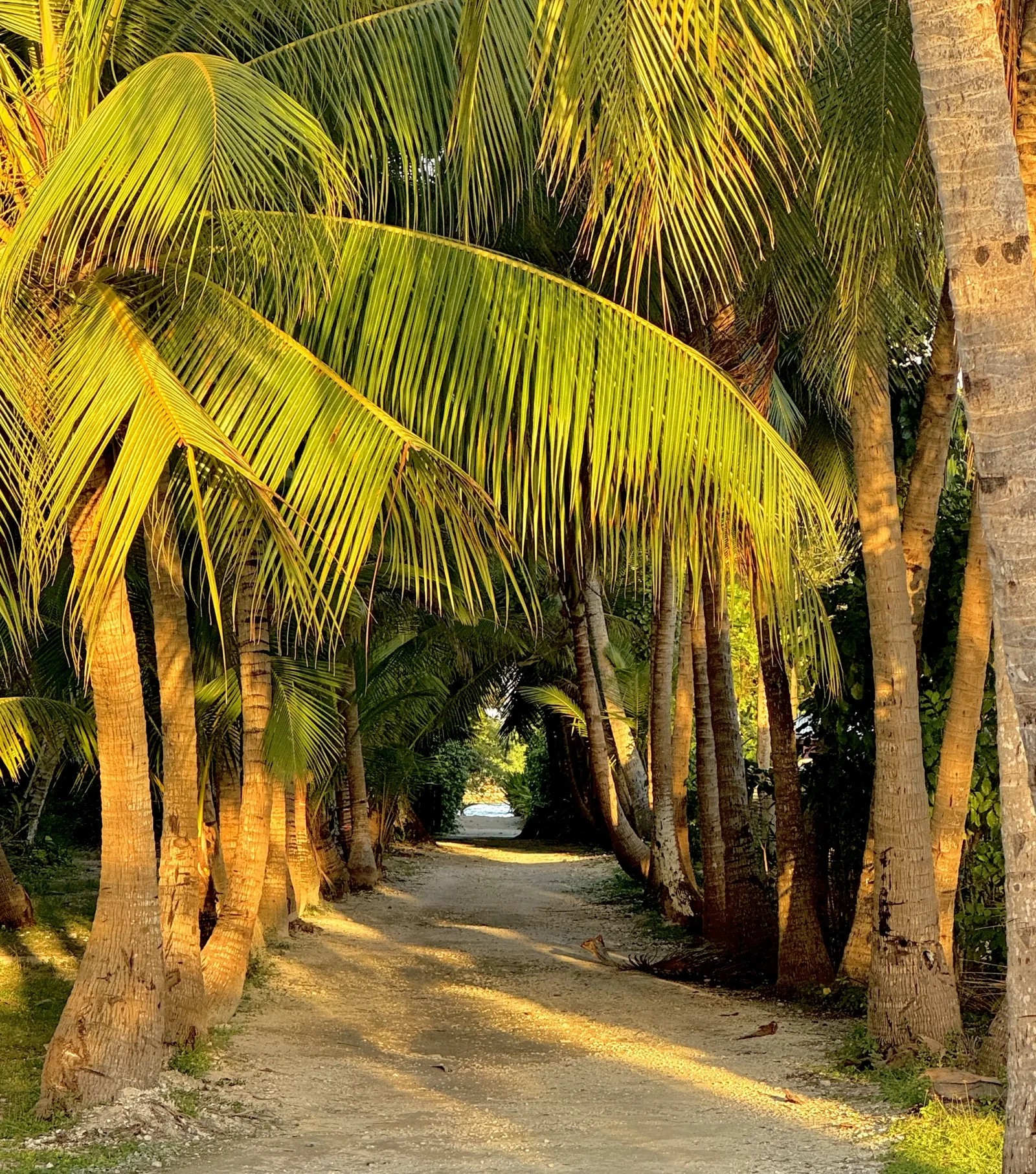 Rangiroa by Kristen Poe Miller