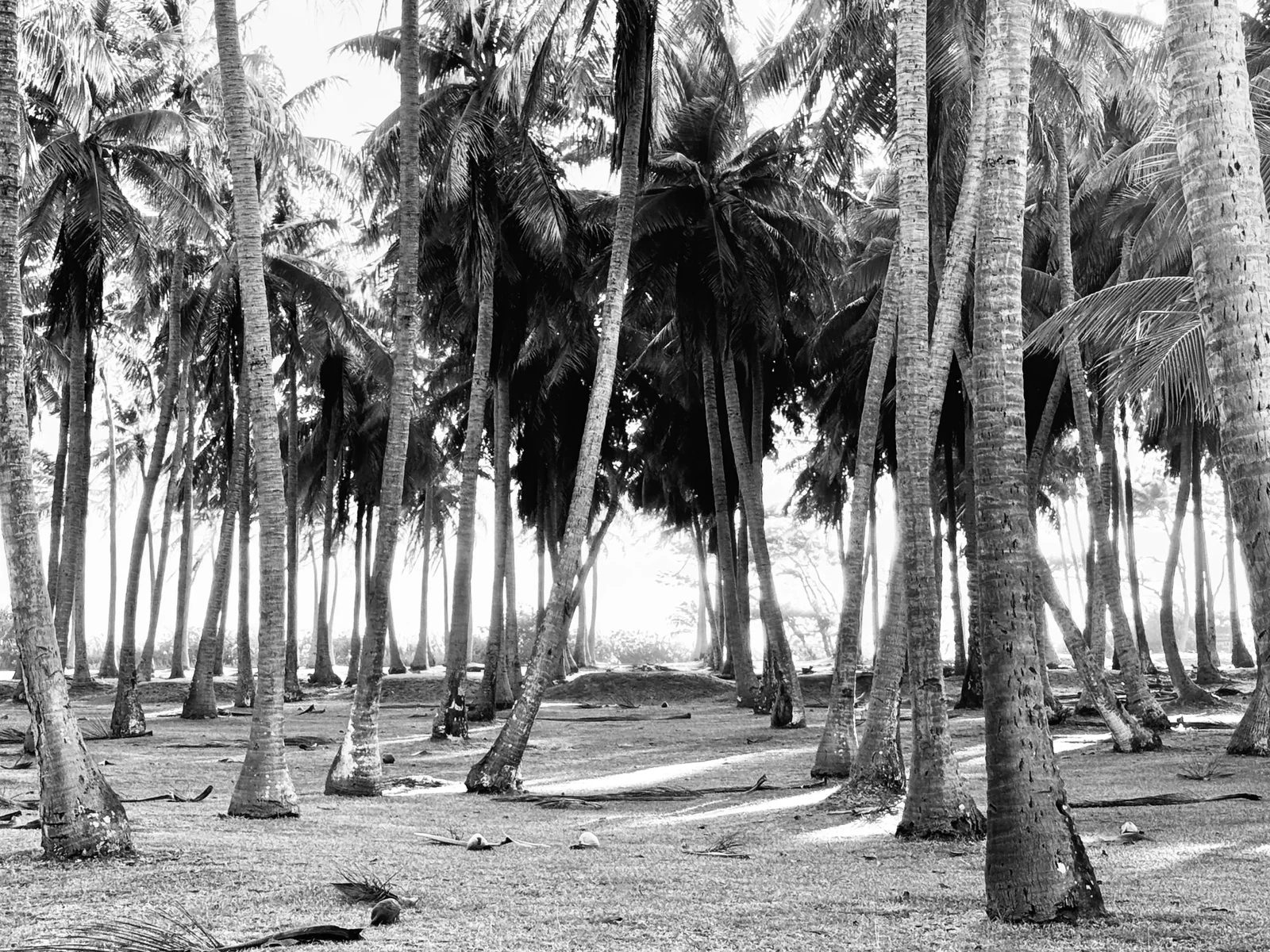 Rangiroa by Kristen Poe Miller