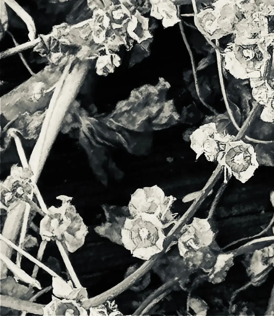 Forgotten Beauty by Lisa Schupbach