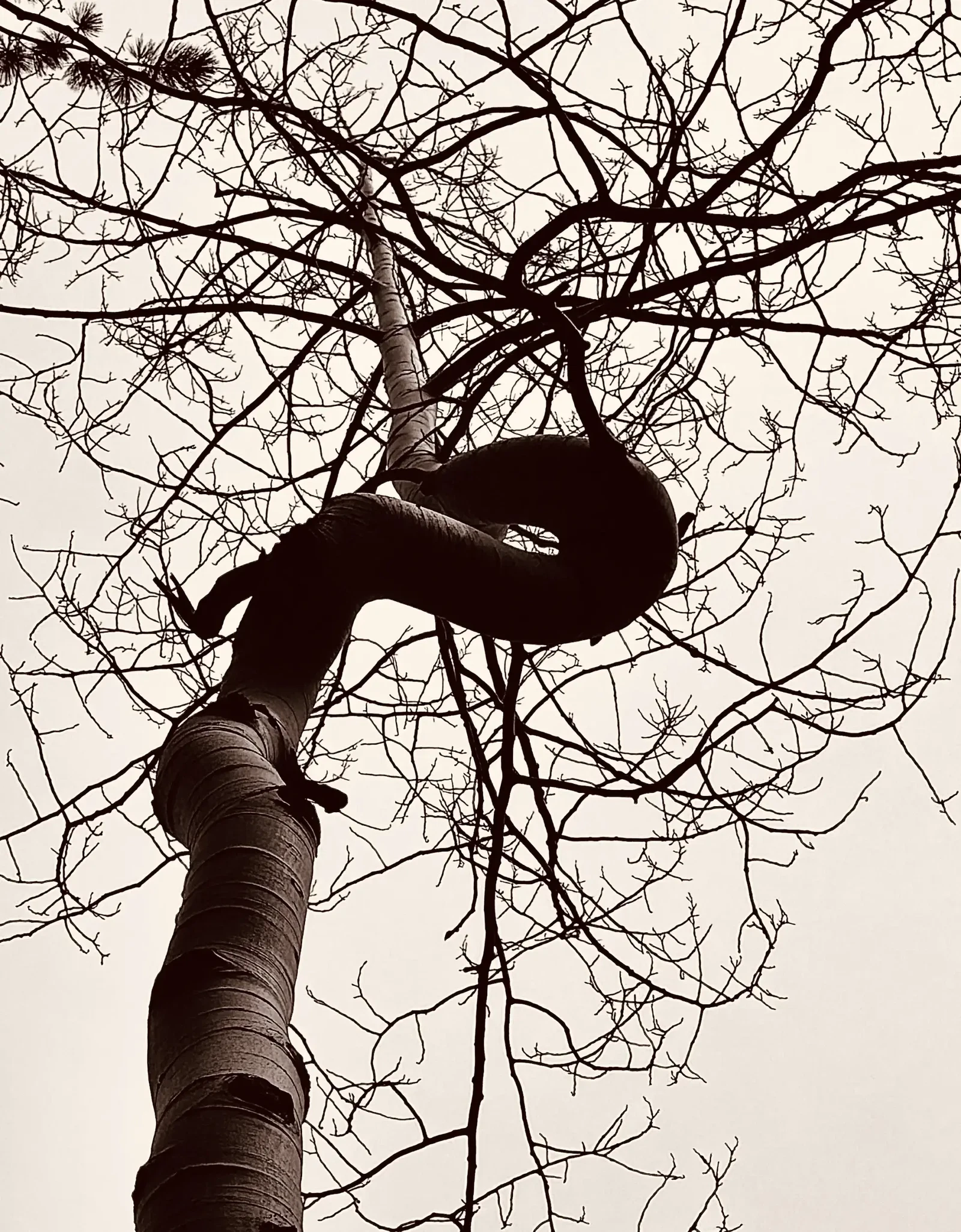 Tangled Web by Lisa Schupbach