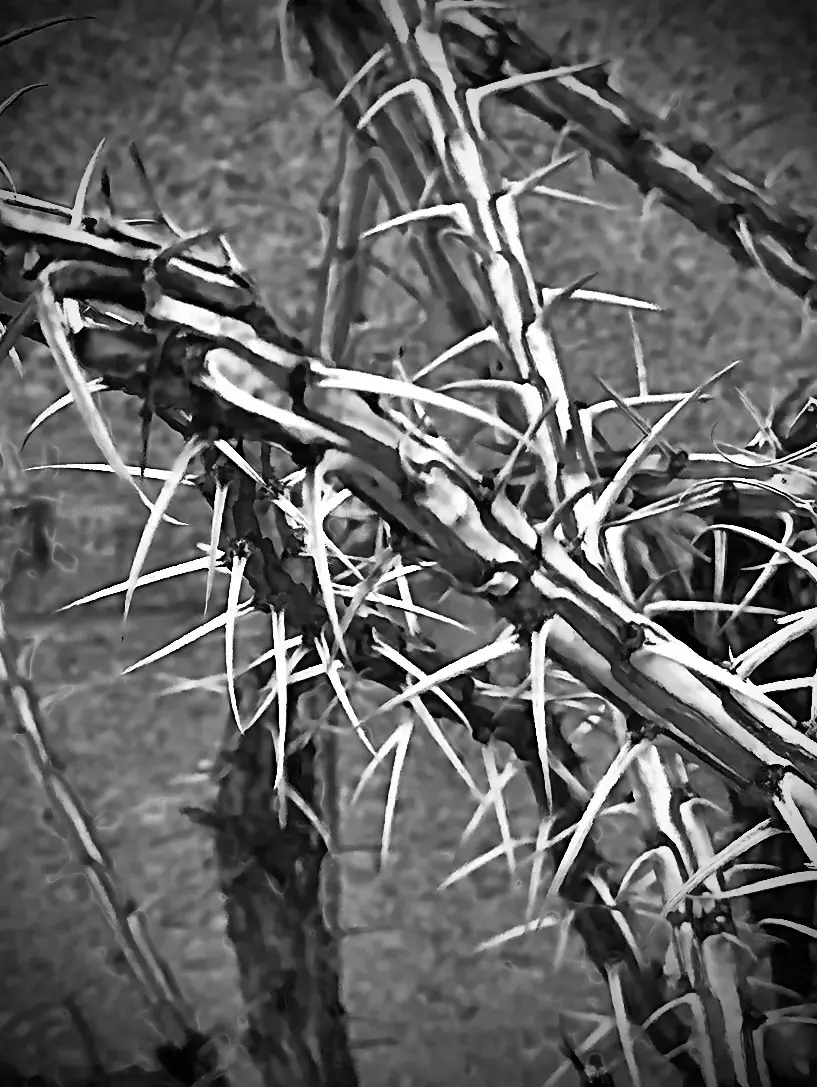A Prickly Problem by Lisa Schupbach