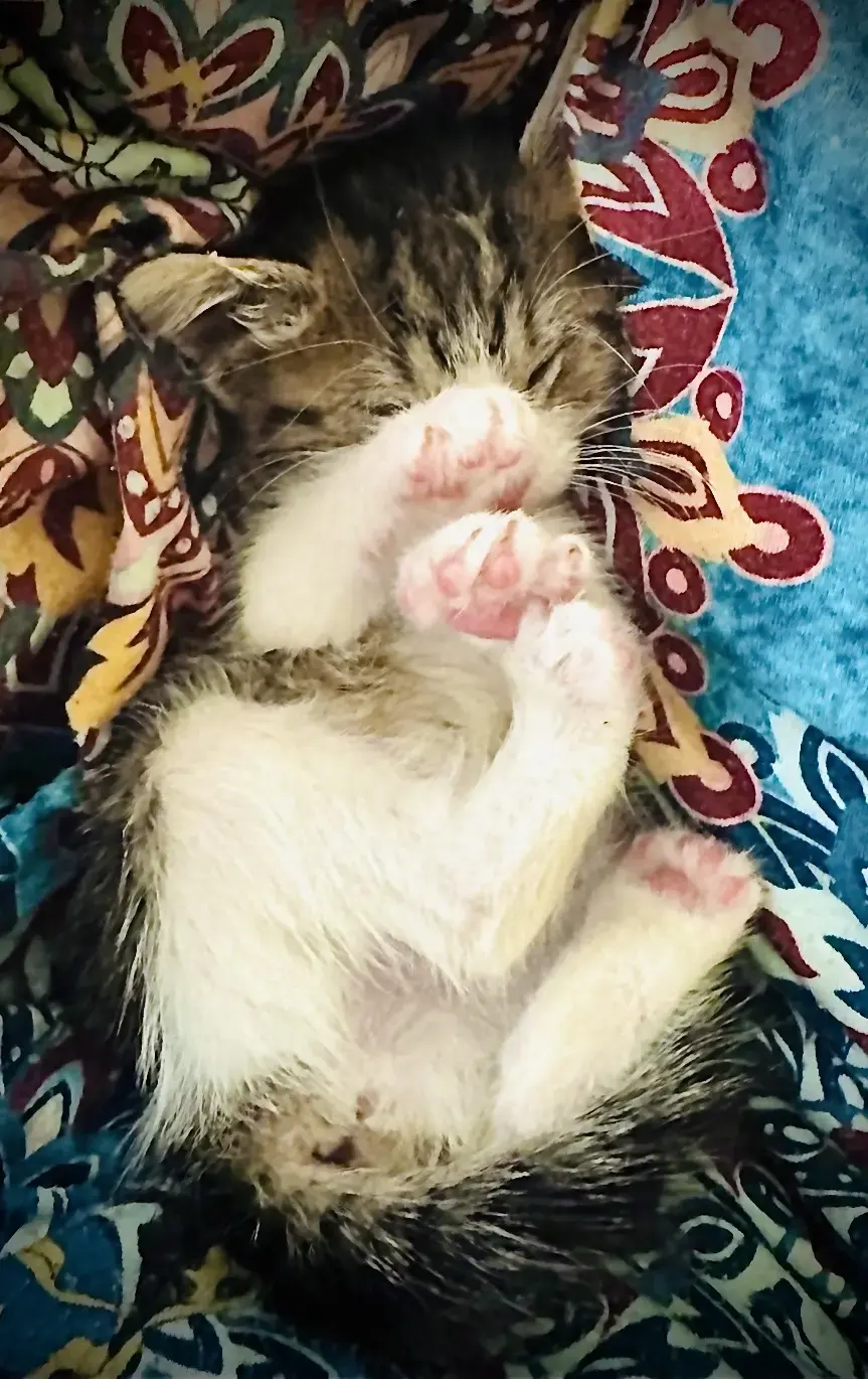 Sleepy Kitty by Lisa Schupbach