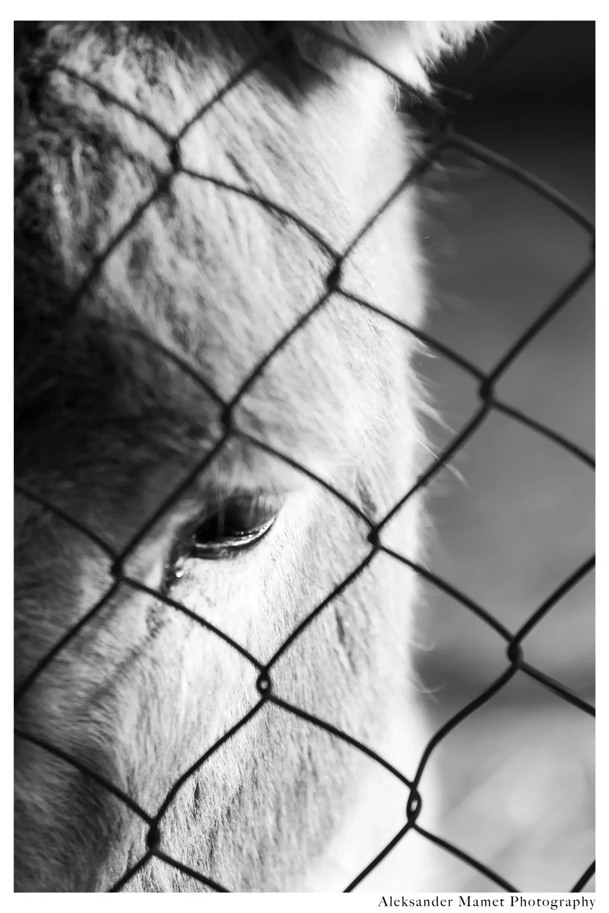 Photograph by Alex Mamet
