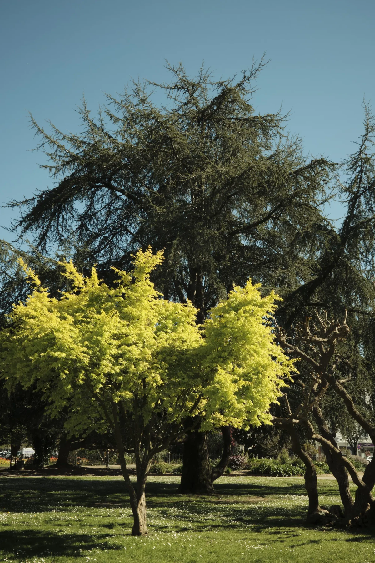 The Yellow tree by Jean-Patrick Mothes