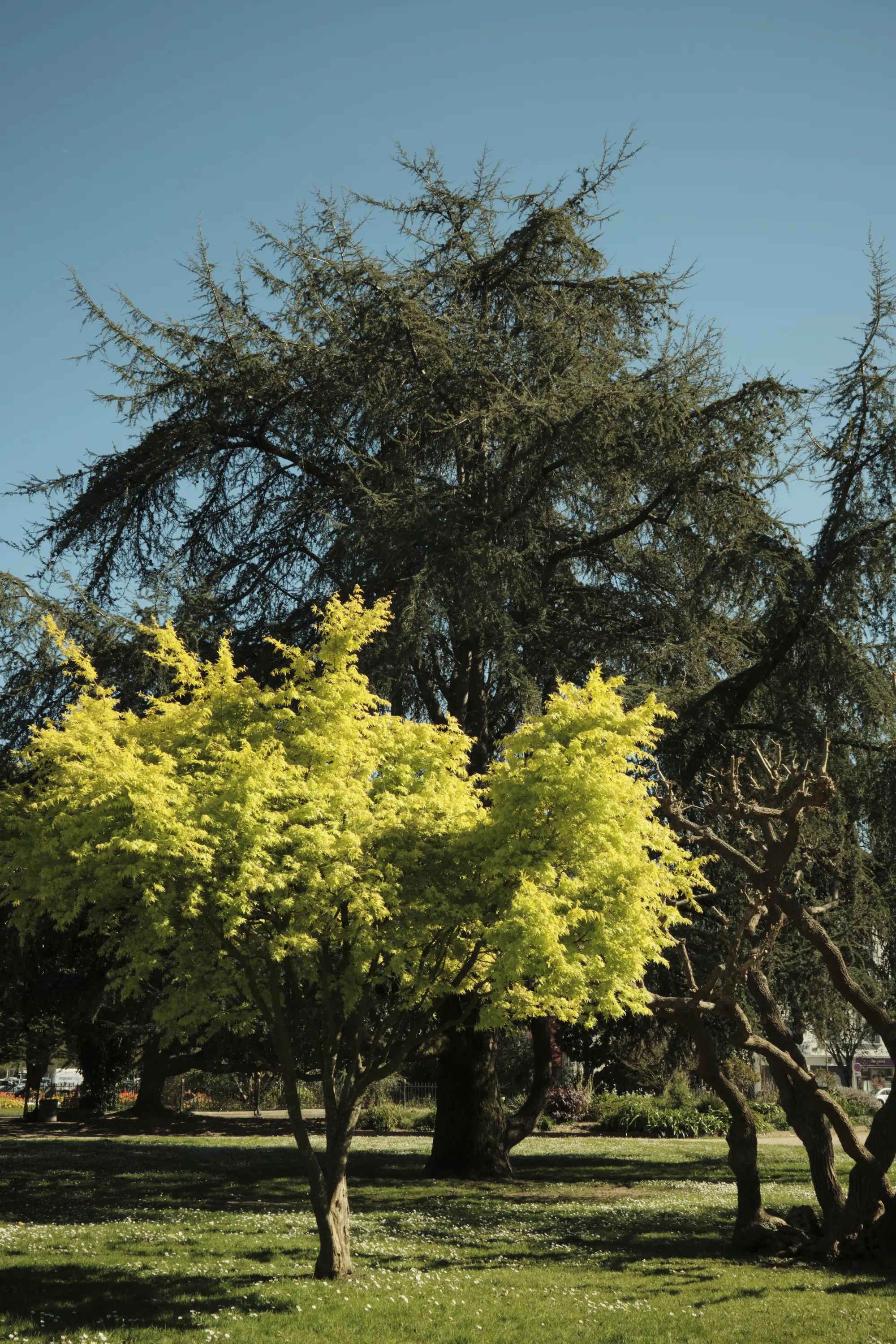 The Yellow tree by Jean-Patrick Mothes