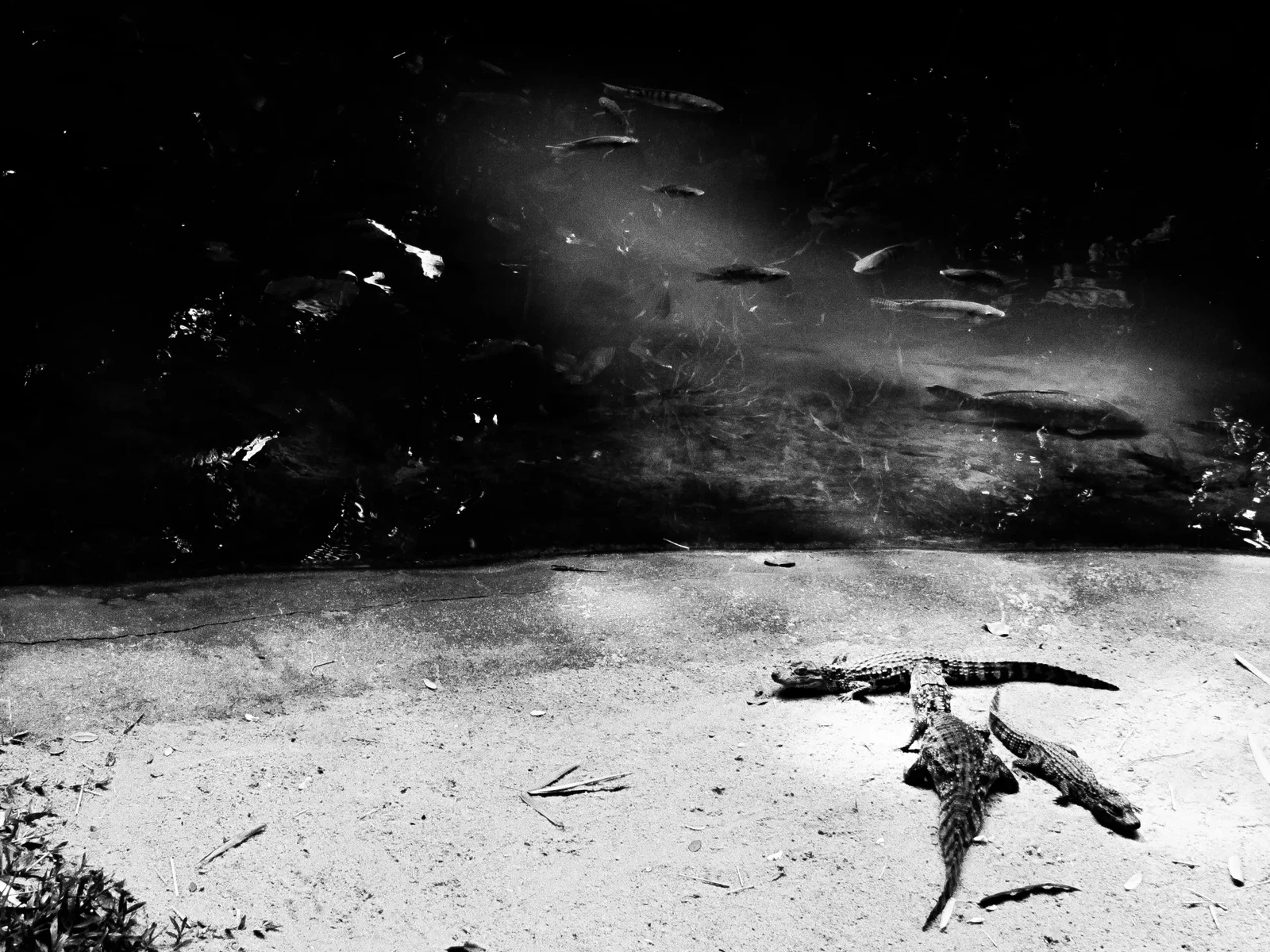 Photograph by Angel Ferrer Naval