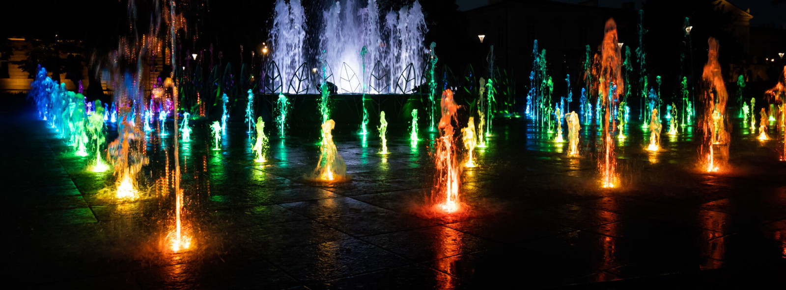 forget-me-not-photography