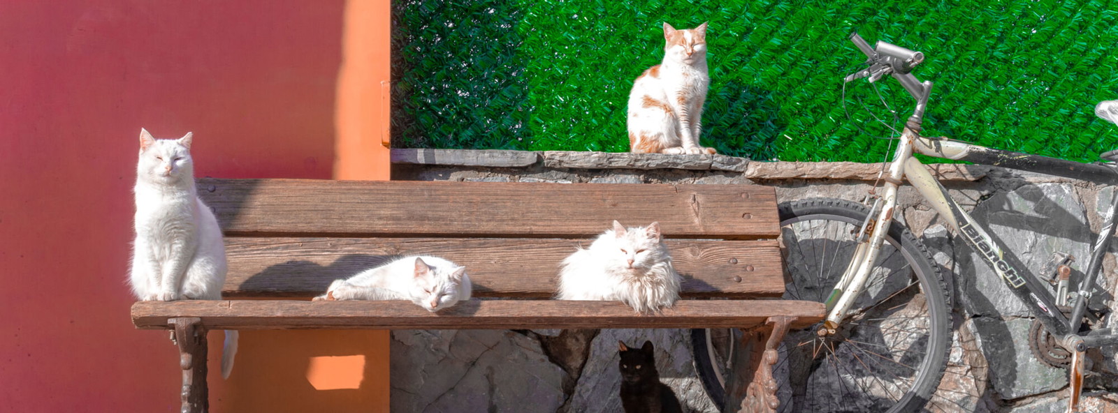 ricardo-santiago-bresciani